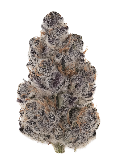 Silver Chromer