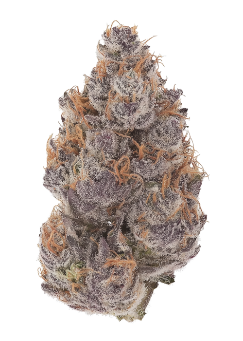 White Pine