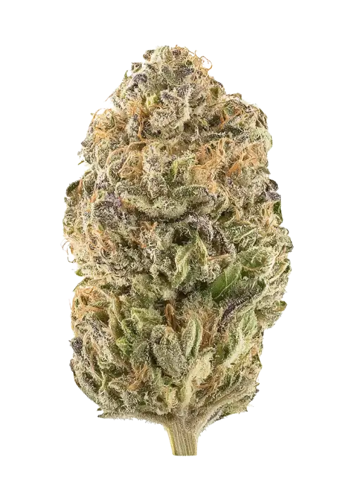 Grapefruit Starburst F2