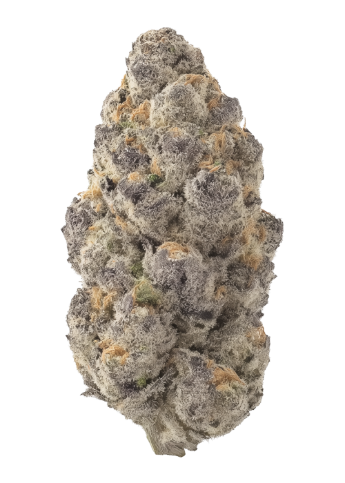 Tropic Thunder by Ziplock