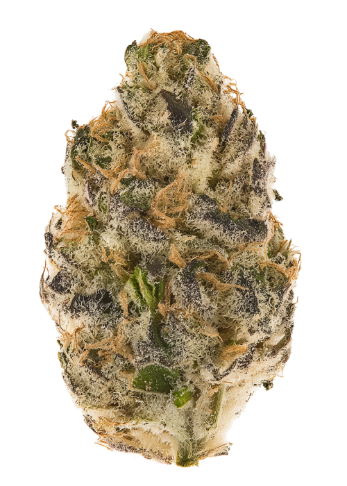 LA Gelato by Jungle Boys