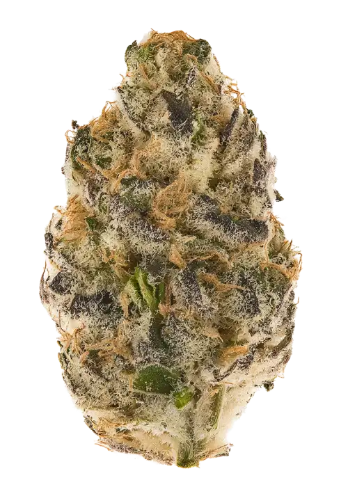 LA Gelato by Jungle Boys