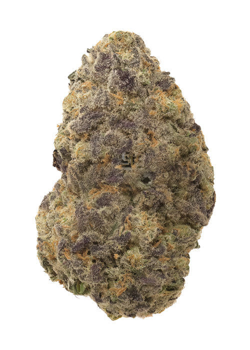 Butterscotch Z