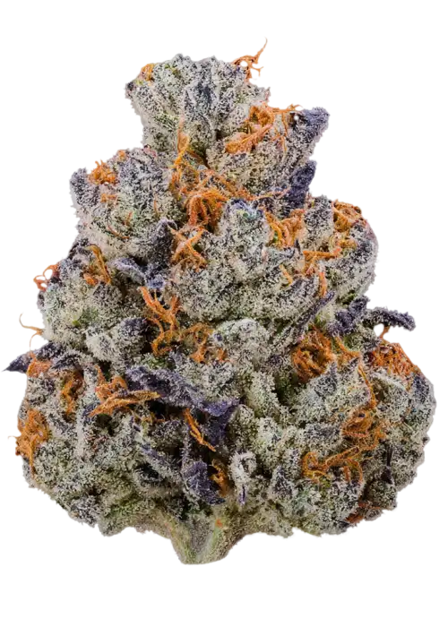 Rainbow Pie R1