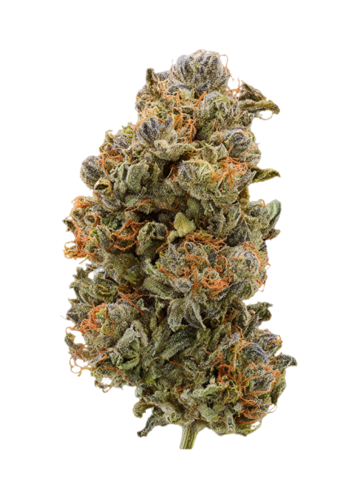 Zaloha