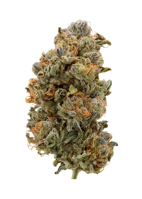 Zaloha