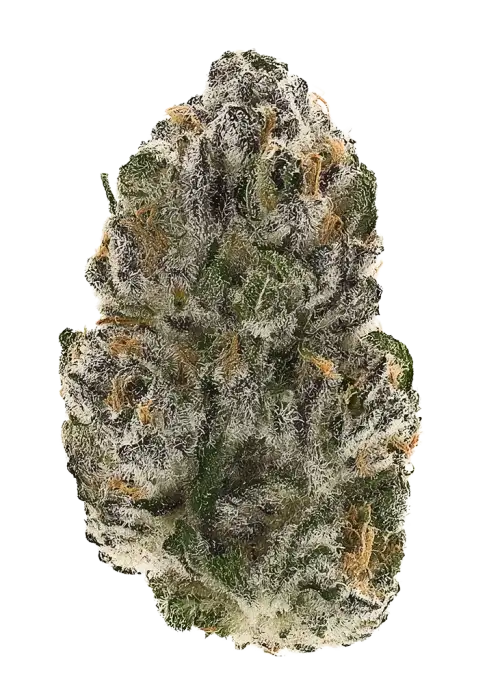 Light Head