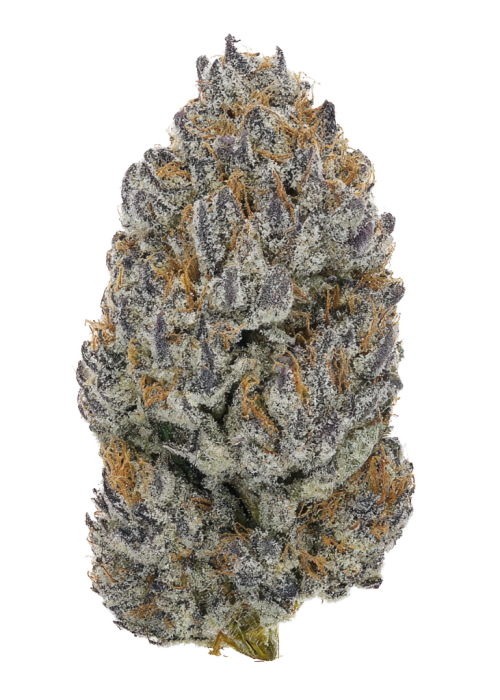 Rotten Citrus