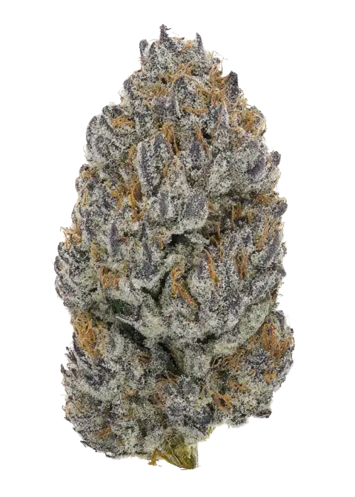 Rotten Citrus