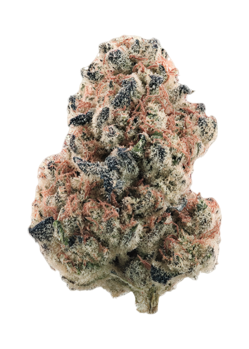 Black Lobster by Maine Trees