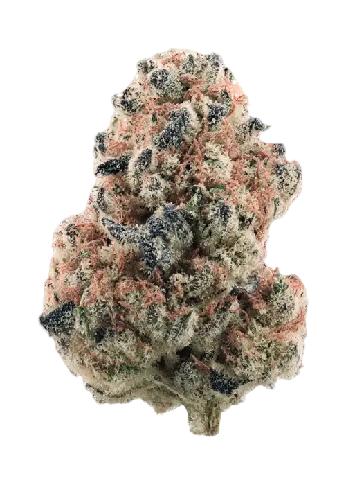 Black Lobster by Maine Trees