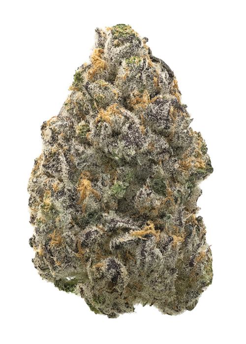 Selene by Pheno Addicts