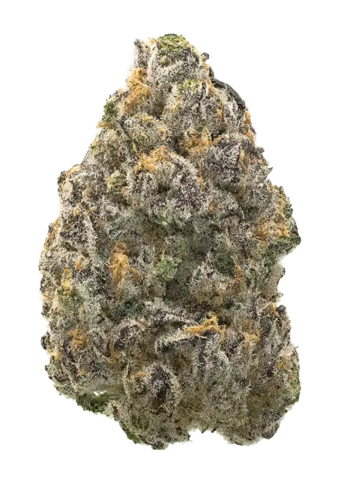 Selene by Pheno Addicts