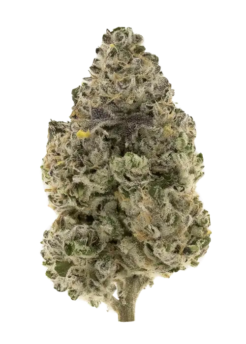Sirenz by Zaba Cannabis