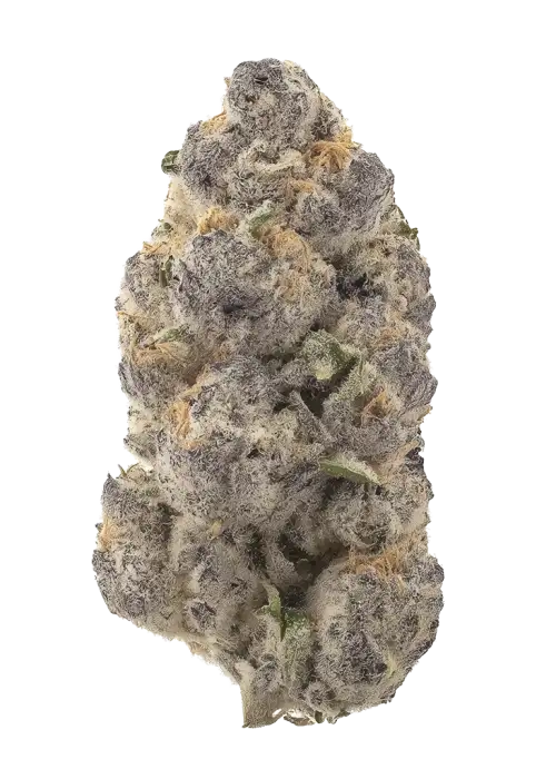 Ammonia by Zaba Cannabis