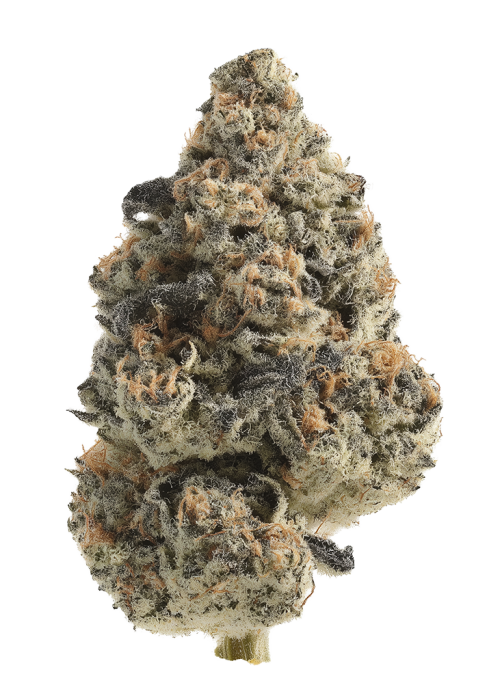 Blue Velvet by Zaba Cannabis