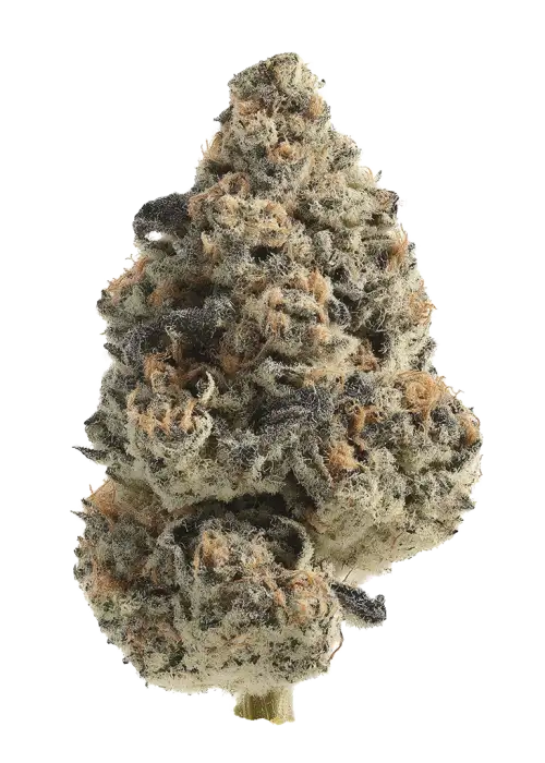 Blue Velvet by Zaba Cannabis