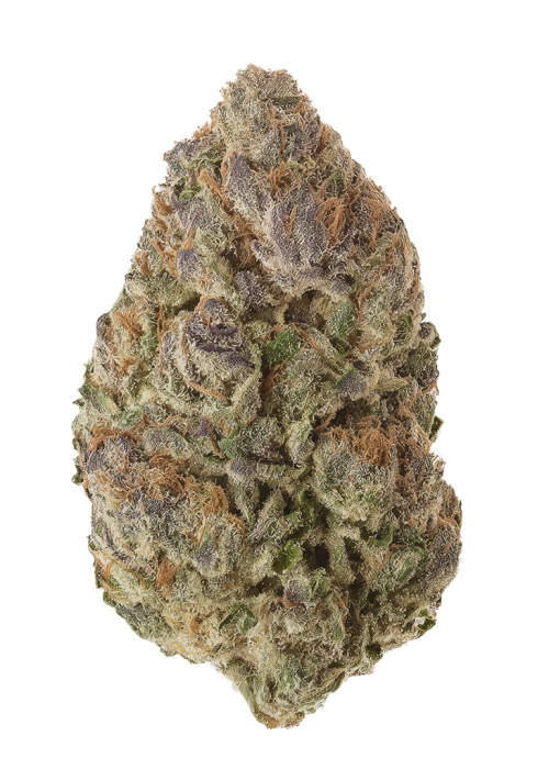 Golden Grove by Zaba Cannabis