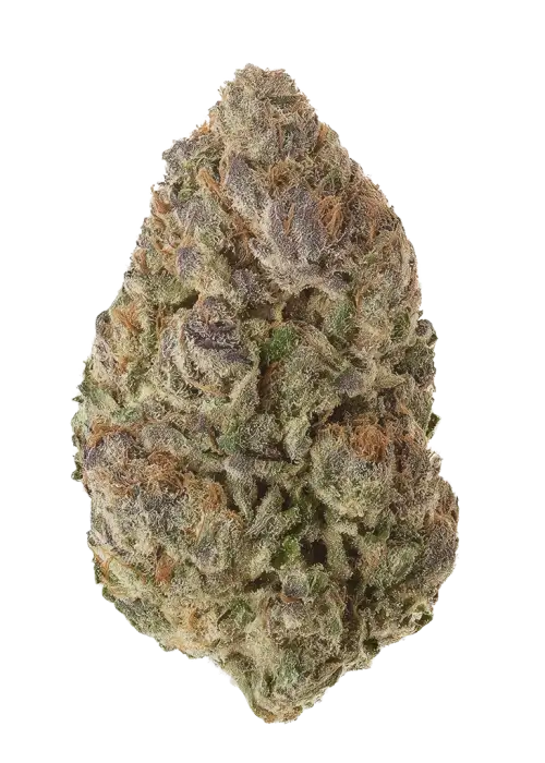 Golden Grove by Zaba Cannabis