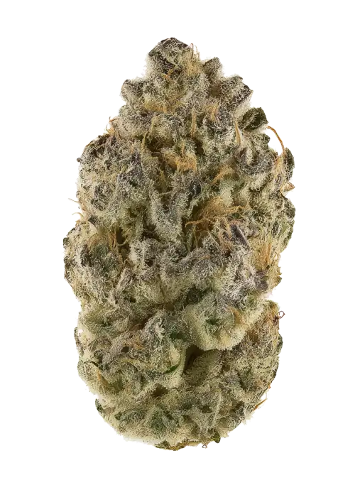 Gelato 41 BX F2