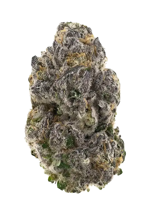 MAC Hamma