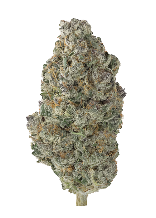 Silver Bullet by Alien Genetics