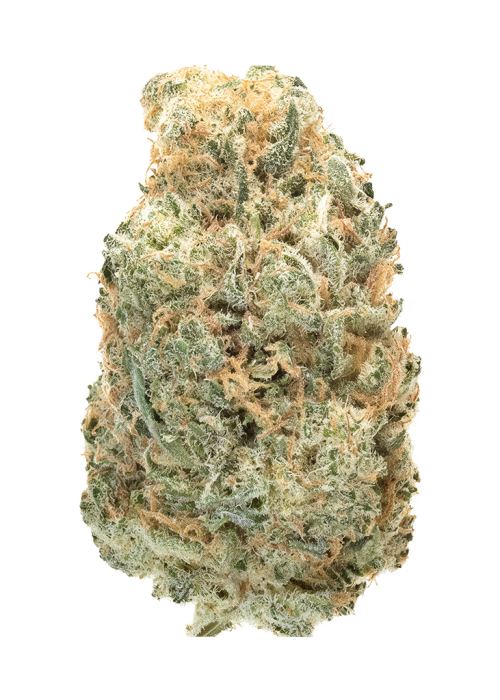 Blackstar by Alien Genetics