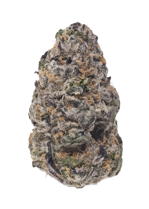 Mystic Rose