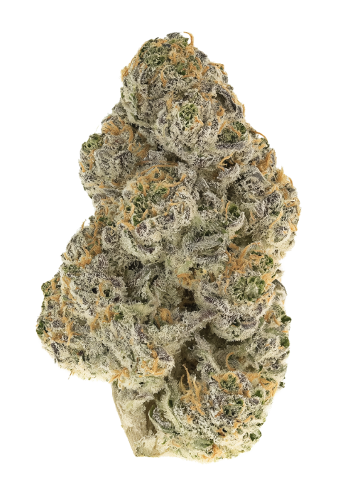 Black SFV