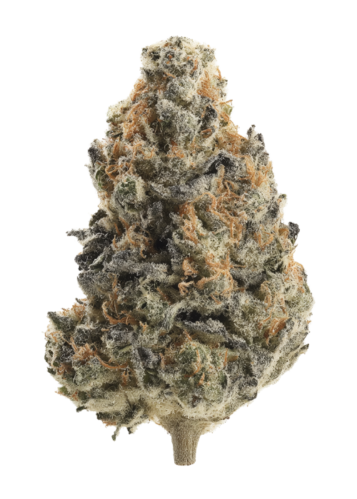 Wavez by Raw Genetics