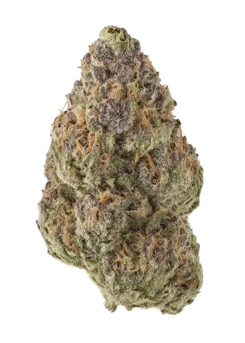 Cherry Rosa