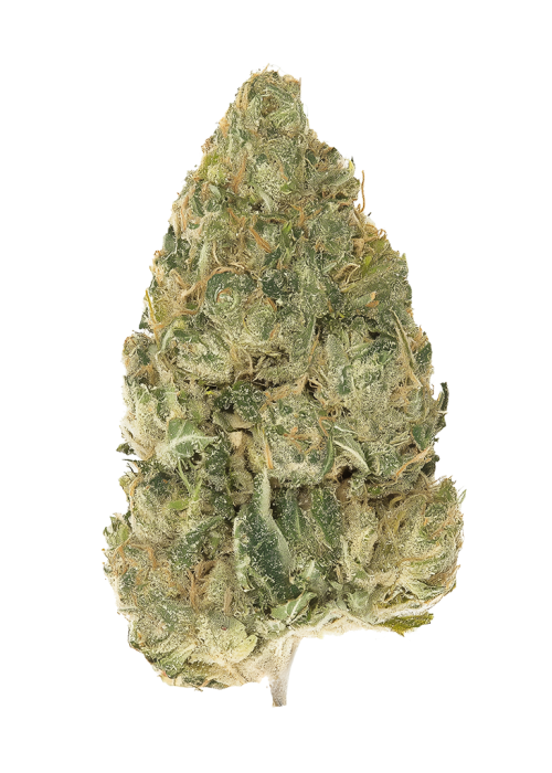 Lemon Pelli