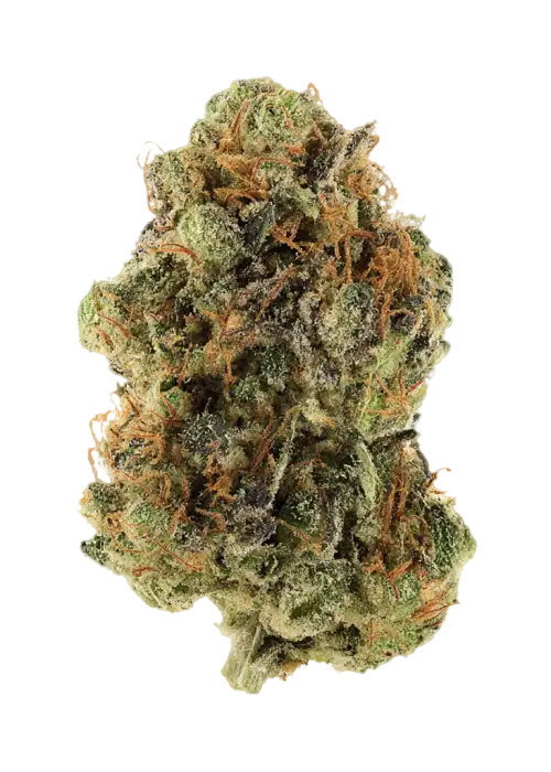 Grape Louie