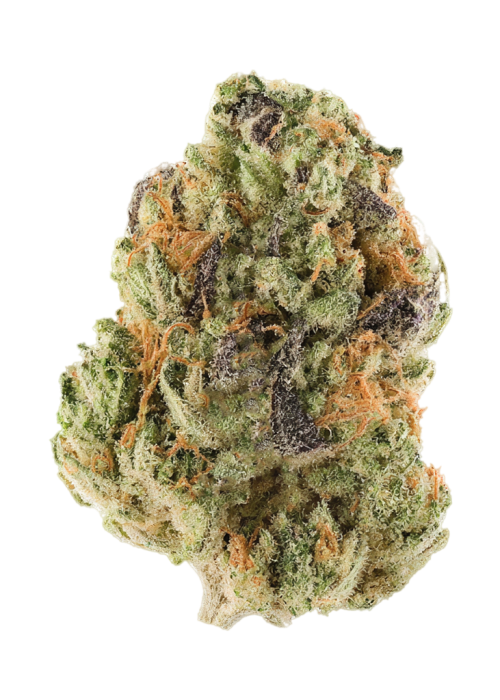 Snow Ape
