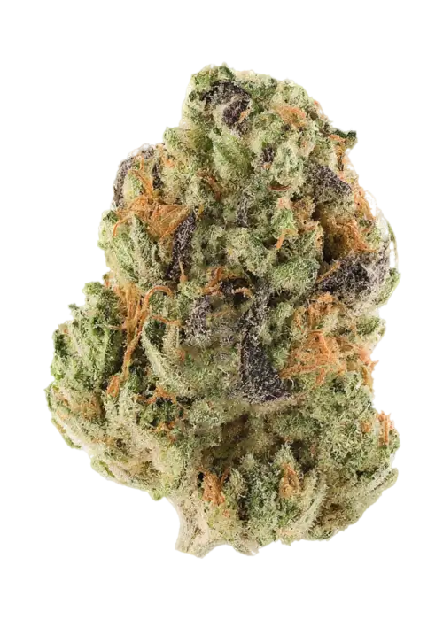 Snow Ape
