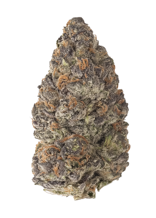 Apple Sauce by Teds Buds