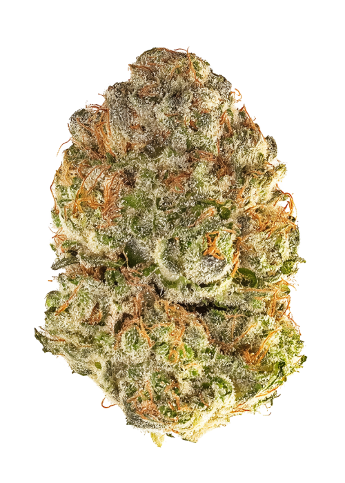 Snake Charmer by Ronin Seeds