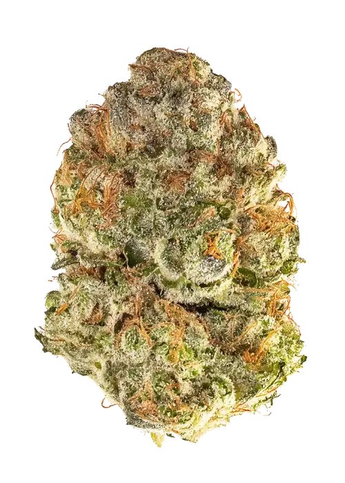 Snake Charmer by Ronin Seeds