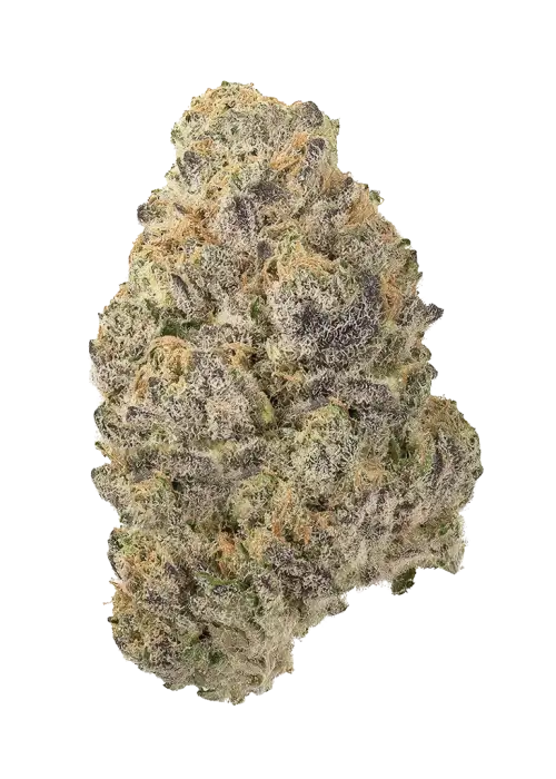 Orange Peelz by Preferred Gardens