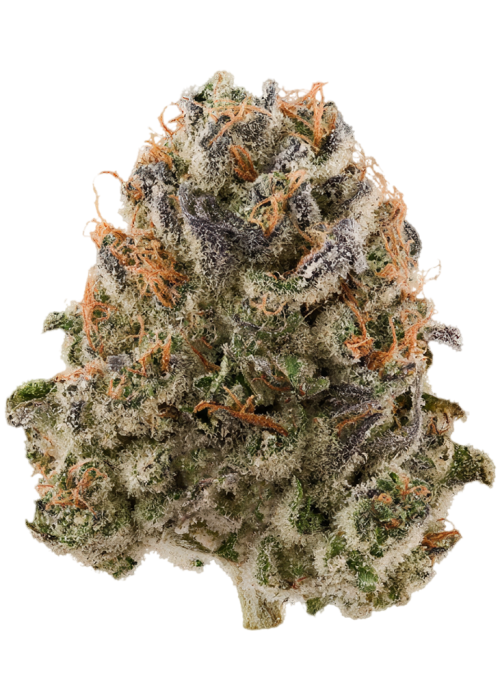 Jojoba