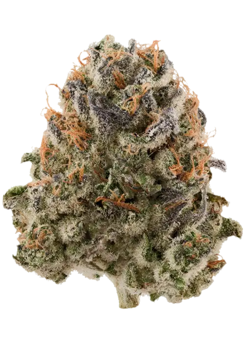 Jojoba