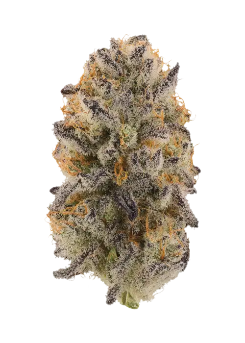 Lap Dance by Obsidian Seeds