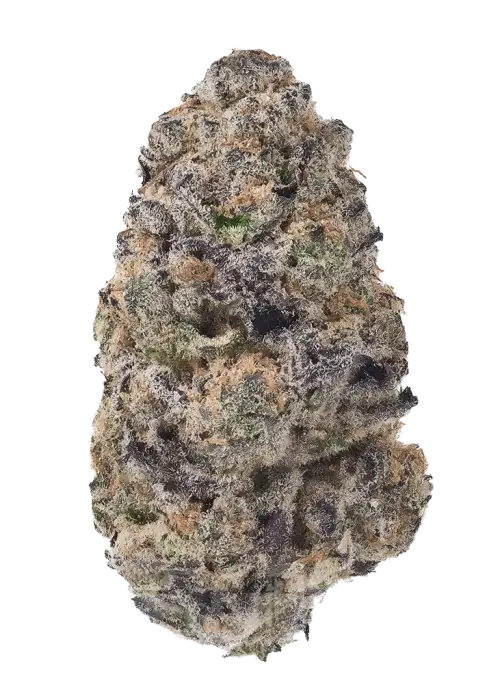 Ztuntz