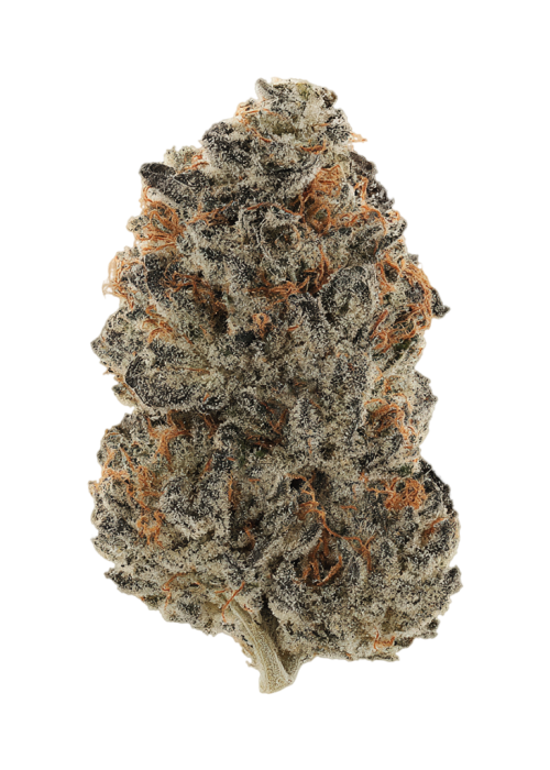 Candy Paint by Preferred Gardens
