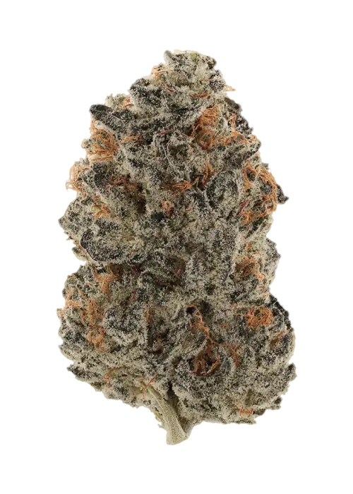 Candy Paint by Preferred Gardens