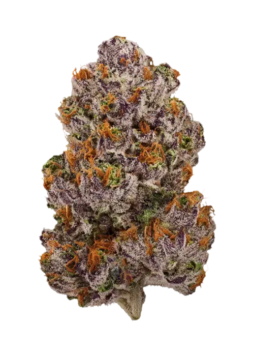 Blue Honey by Grounded Genetics