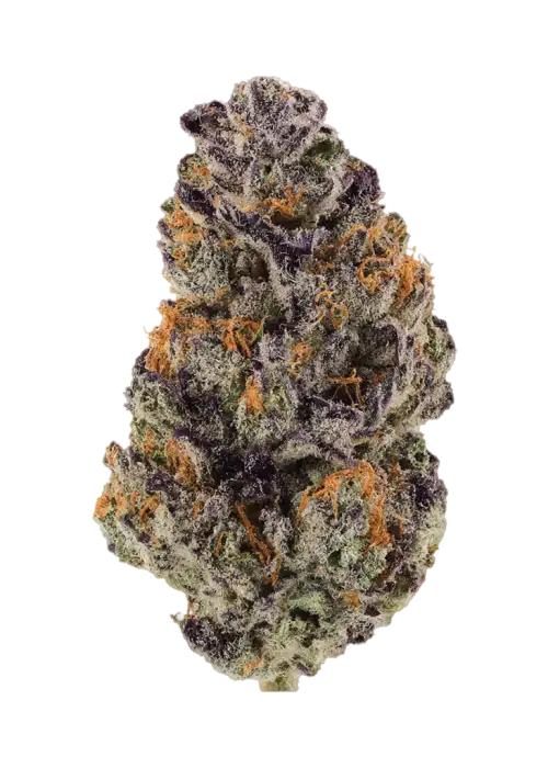 Blue Beluga