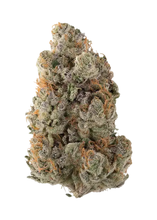Oz Guava