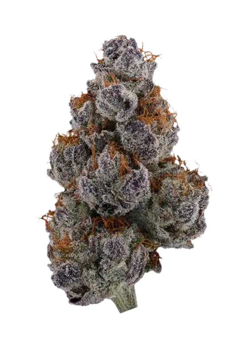 Maracuya by Grounded Genetics