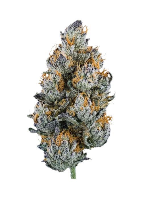 Jalapeño
